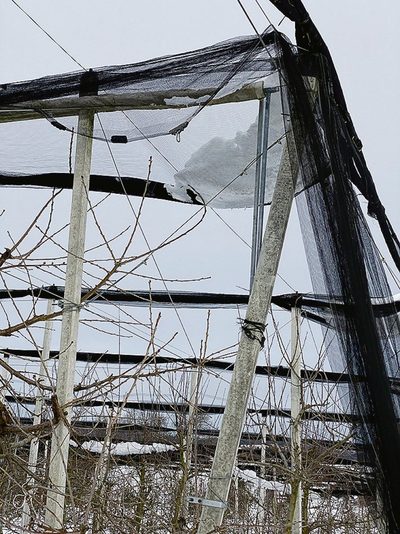 Der Schnee in solchen Säcken kann auf die Jungtriebe von Niederstamm-Obstbäumen drücken und diese schädigen.(Bild ke)