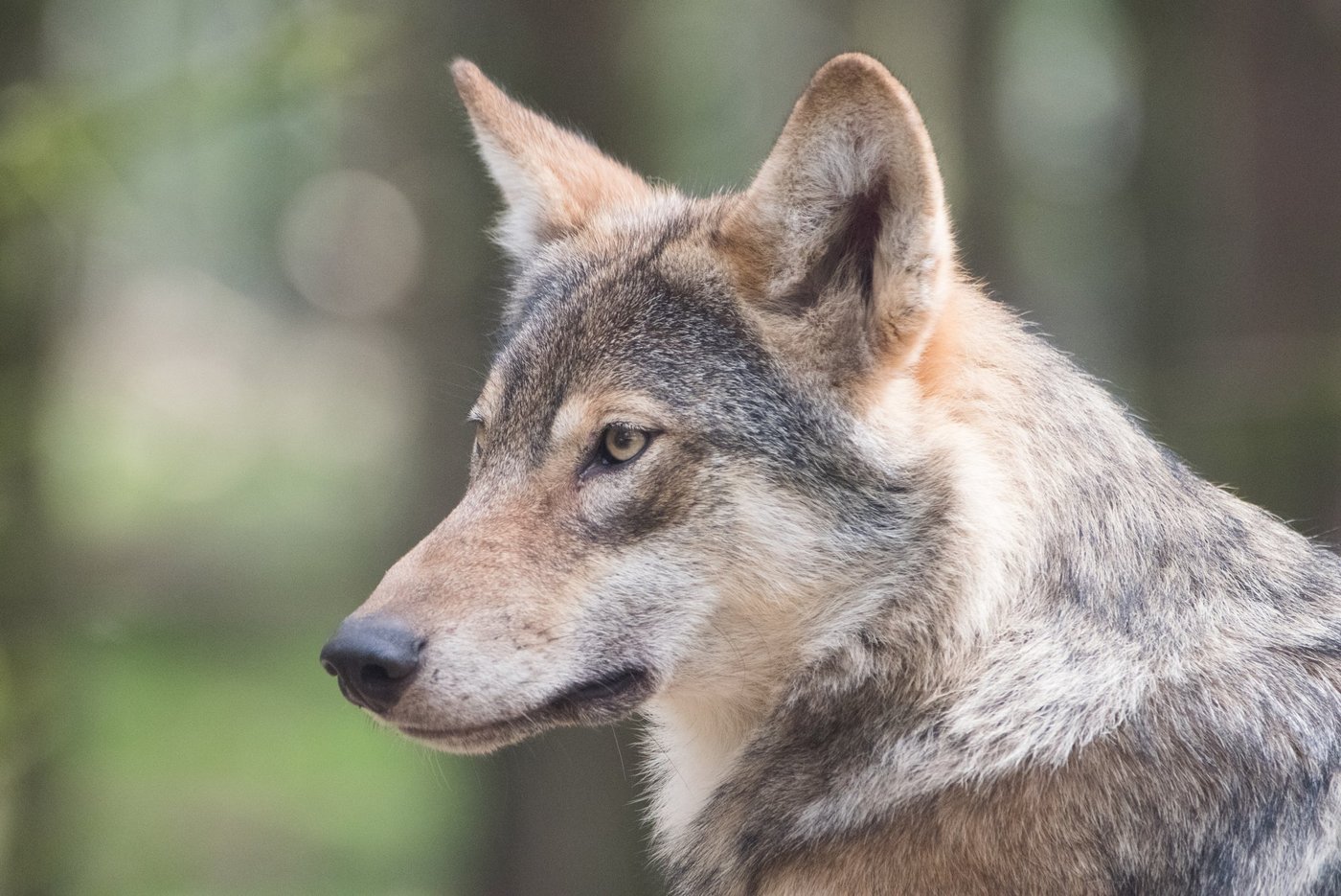 Der Verdacht, dass sich umherziehende Wölfe mit Hunden paaren, ist nicht neu. In der Bauernzeitung Online wurde bereits am 14.03.17 darüber berichtet.  (Symbolbild M. Zonderling)