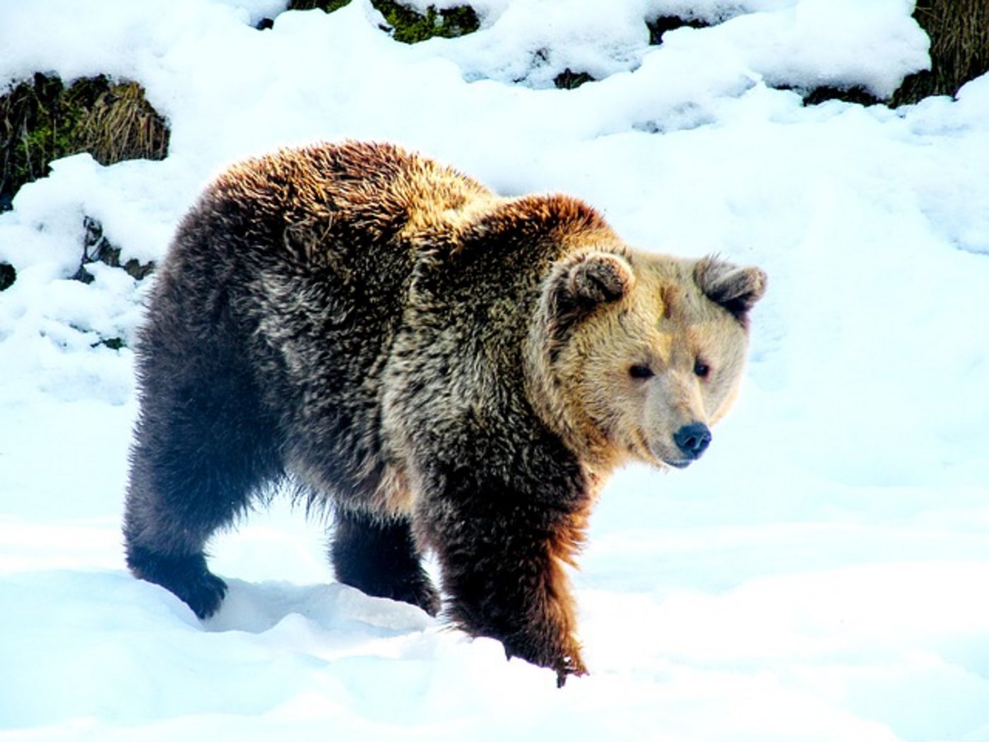 Die DNA-Proben von Yeti Überresten haben ergeben: Es handelt sich um Braunbären. (Bild Pixabay)