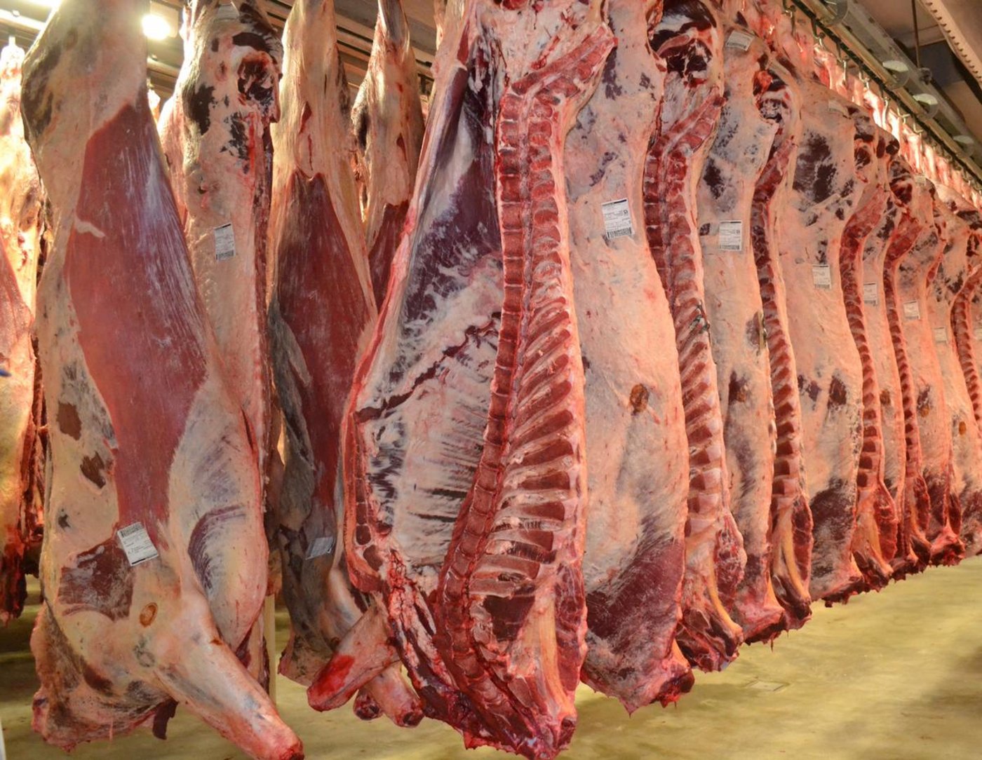 Das Angebot an Rindfleisch sei viel zu knapp, sagen die Verarbeiter. (Bild Jasmine Baumann)