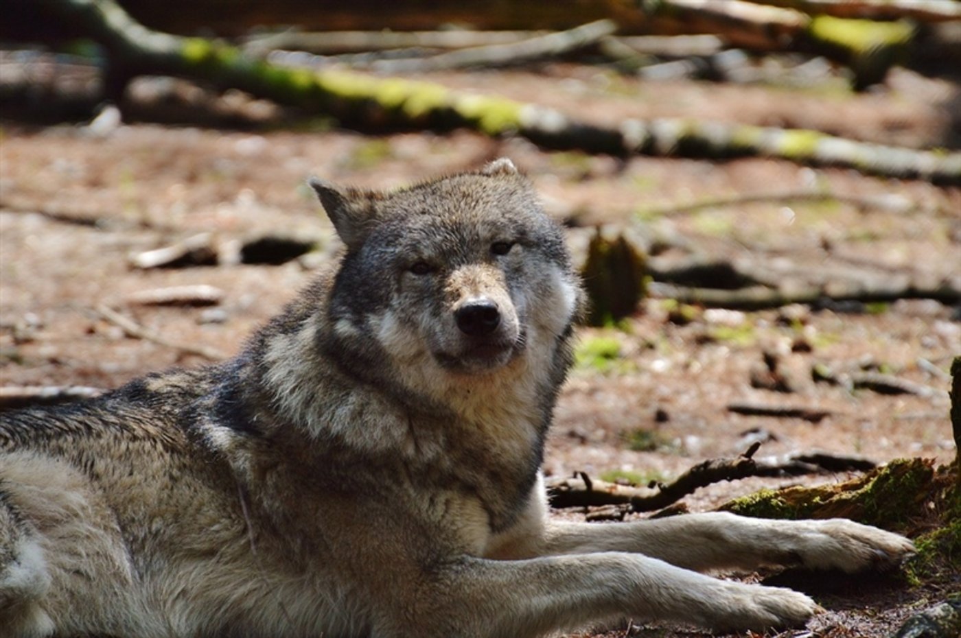 Landwirte in Deutschland kämpfen gegen den Wolf. (Symbolbild)