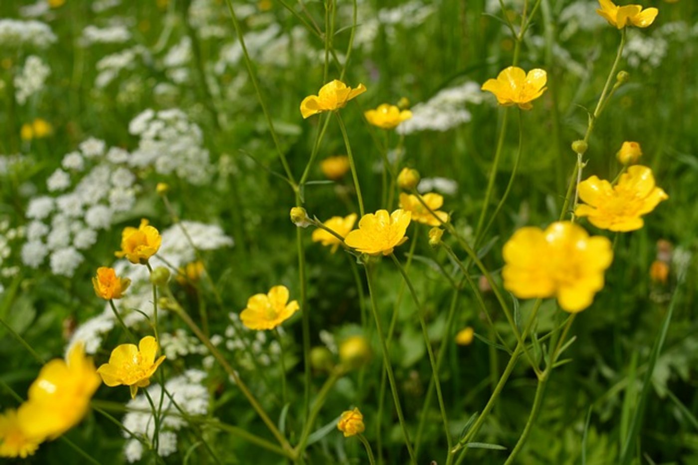 Im ägyptischen Sharm-el-Sheik findet die internationale Biodiversitätskonferenz statt. (Bild Pixabay)