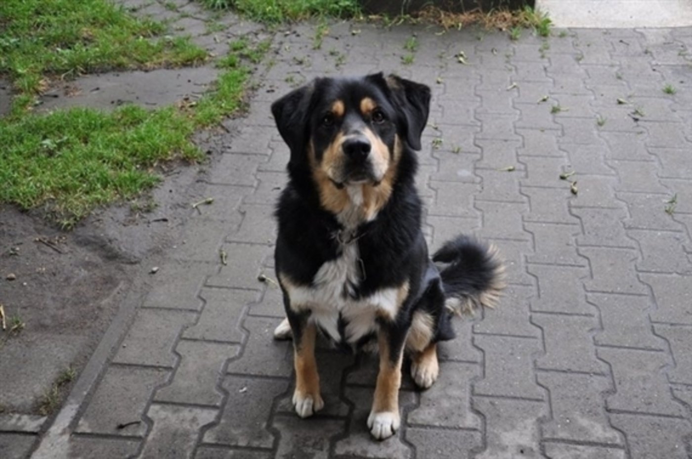 Halter von Hofhunden profitieren im Kanton Appenzell-Ausserrhoden neu nicht mehr von einer verbilligten Hundesteuer. (Bild jw)