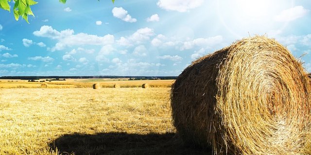 Bisher gibt es weniger als 1% Bio-Farmen in den USA (Bild pixabay)