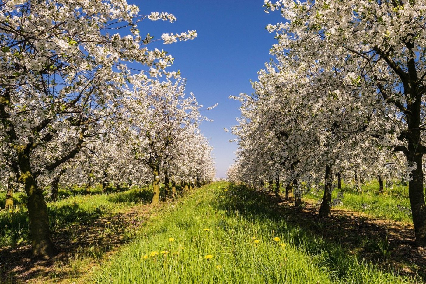 Die Besucher erleben vor Ort, wie gearbeitet wird und welche Arbeitsabläufe es erfordert, bis Obst und Gemüse auf dem Teller landen. (Bild Pixabay)
