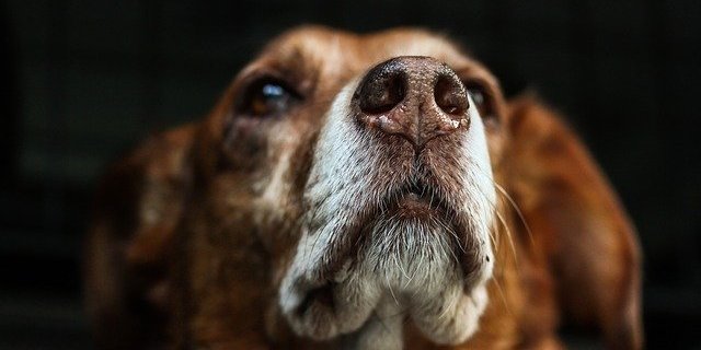 Beim Hund handelt es sich um einen zweijährigen Strassenmischling. (Symbolbild Pixabay)