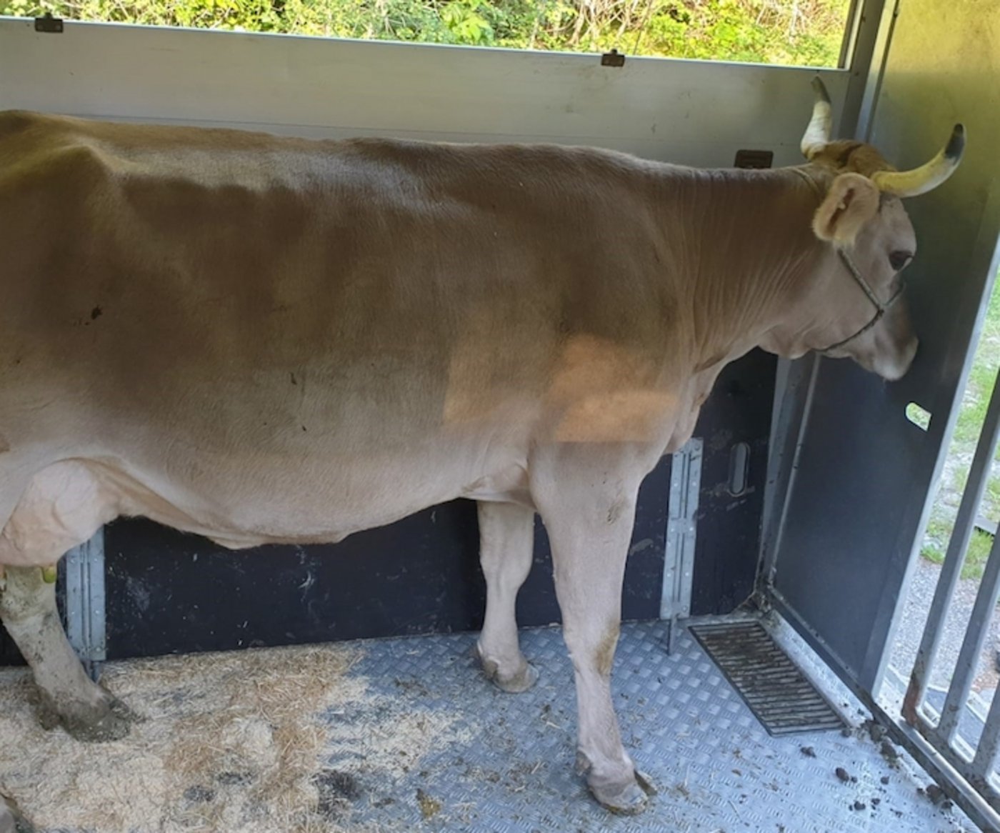 Der grösste Teil der Tiertransporte wurde gemäss den gesetzlichen Vorschriften ausgeführt, so die Kantonspolizei. (Bild Kapo Graubünden)