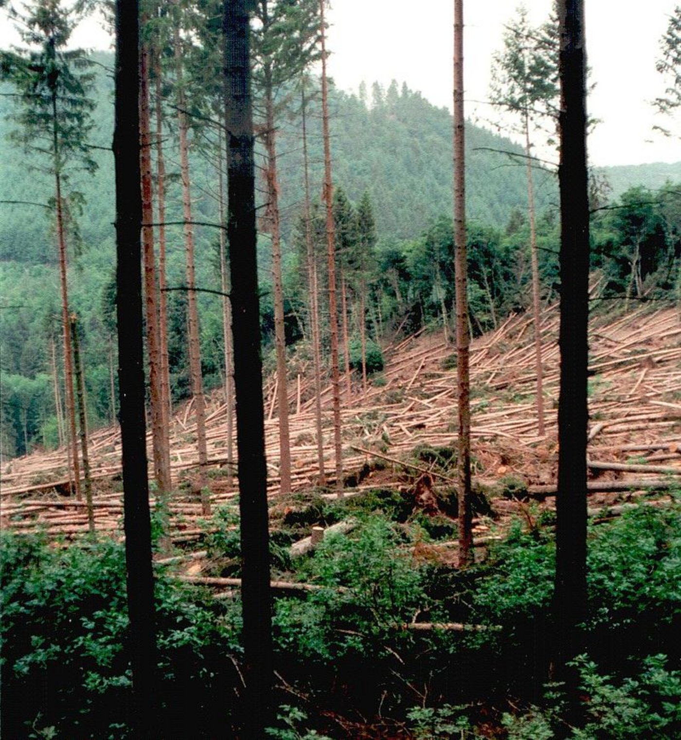 Während des für heute angegkündigten Sturmes sollte man sich vom Wald fernhalten, so warnen die Kantonspolizeien. (Symbolbild Michael Fiegle)