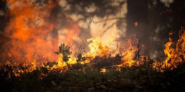 Die SP will gegen die Zerstörung des Regenwalds vorgehen. (Symbolbild Pixabay)