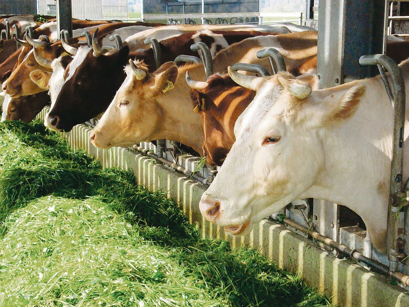 Bei hohen Temperaturen, wenig Schatten auf der Weide und einer grossen Insektenplage fühlen sich Kühe im Stall wohler – wenn das Stallklima stimmt.(Bild  BauZ)