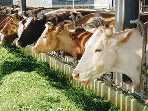 Stallklima: Möglichkeiten um die Hitze draussen zu halten Bei hohen Temperaturen, wenig Schatten auf der Weide und einer grossen Insektenplage fühlen sich Kühe im Stall wohler – wenn das Stallklima stimmt.(Bild BauZ)