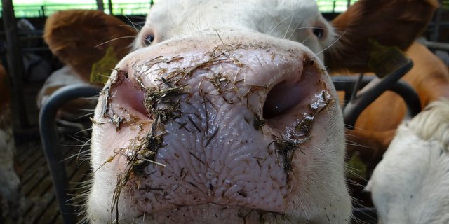 Laut der Verordnung für die Kontrollen von Landwirtschaftsbetrieben müssen Kontrollen unangemeldet auf Bauernhöfen stattfinden, um zu klären, ob Bauern die Tierschutzanforderungen einhalten. (Symbolbild Pixabay)