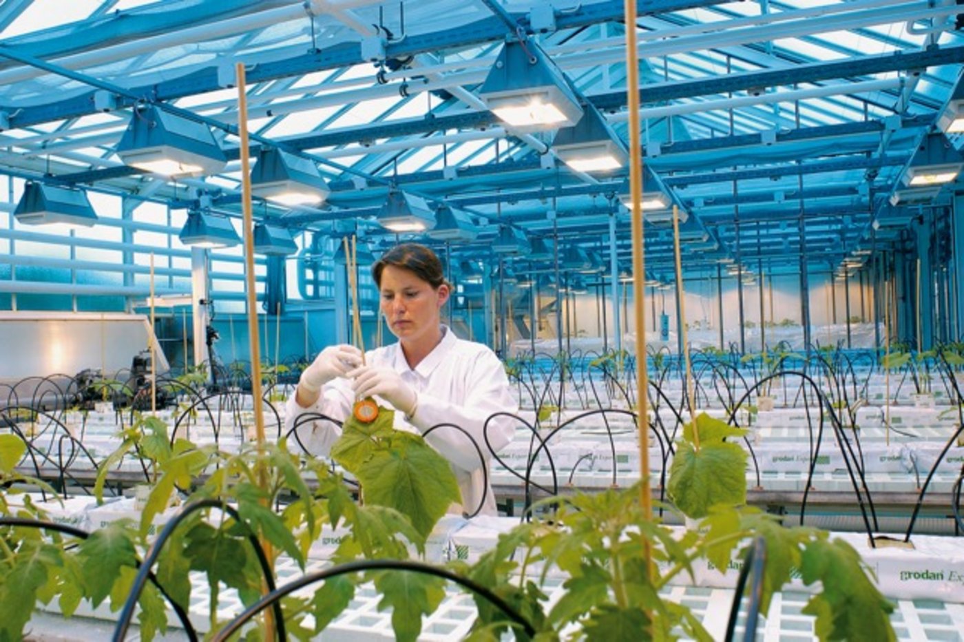 Eine Bayer-Mitarbeiter bei einem Versuch mit Gurkenpflanzen. (Bayer AG)