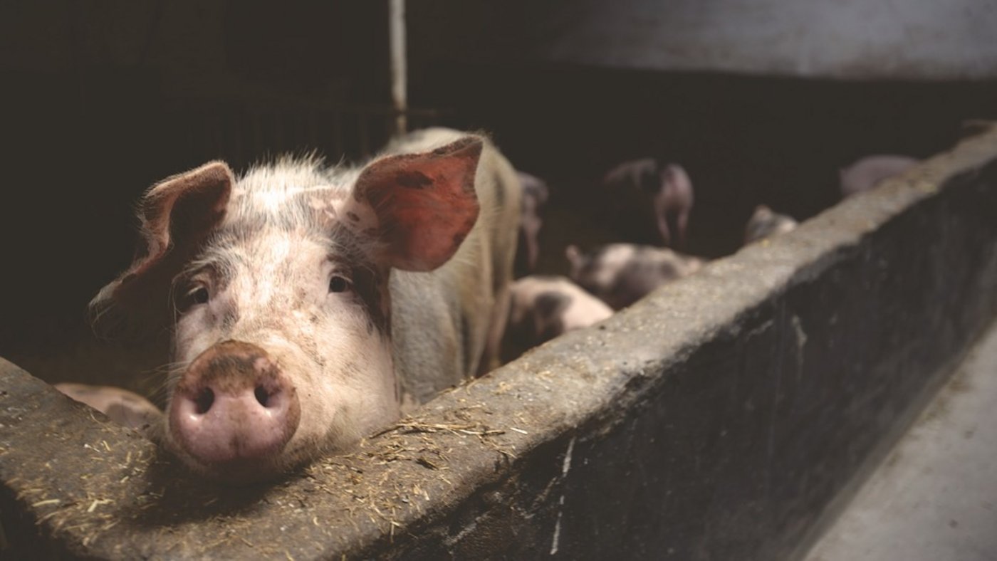 2017 gingen die Schweineschlachtungen in Österreich um 1,4% zurück. (Symbolbild Pixabay)