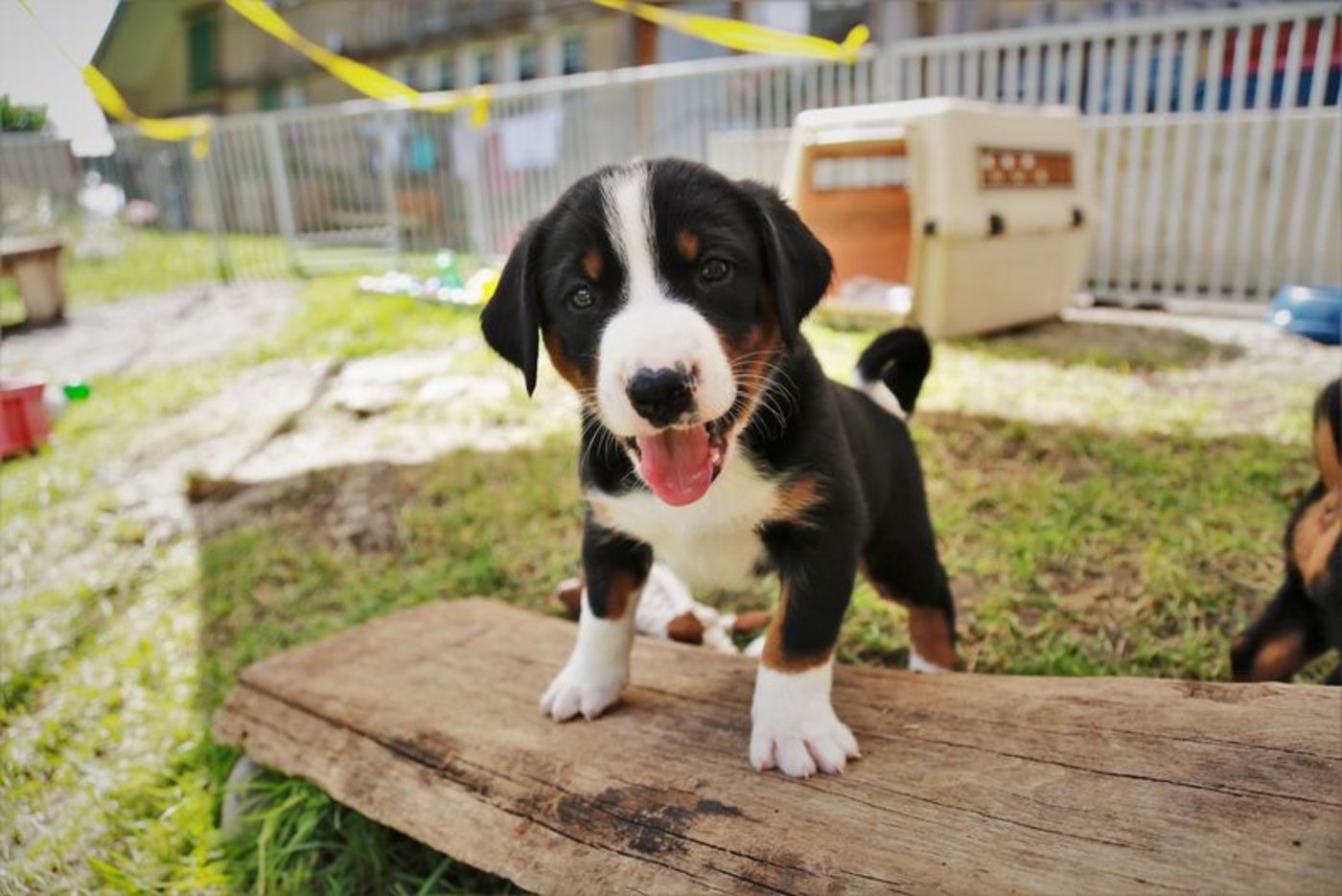 Diesen Fellknäuel auf wackligen Beinen kann man sich wohl noch nicht recht als aufmerksamen Wachhund vorstellen. Aber für den Einstieg kein schlechtes Bild, oder? (Bild ly)