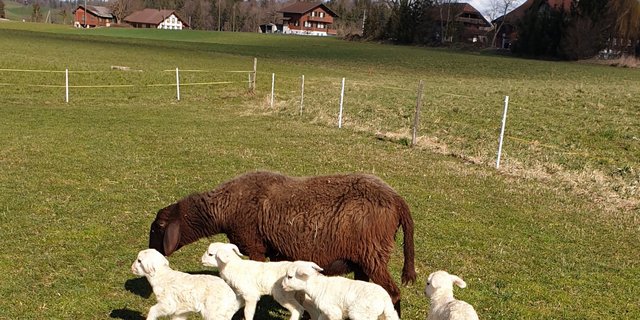Familie Spycher freut sich über den unerwartet grossen Nachwuchs. (Bilder Franziska Spycher)