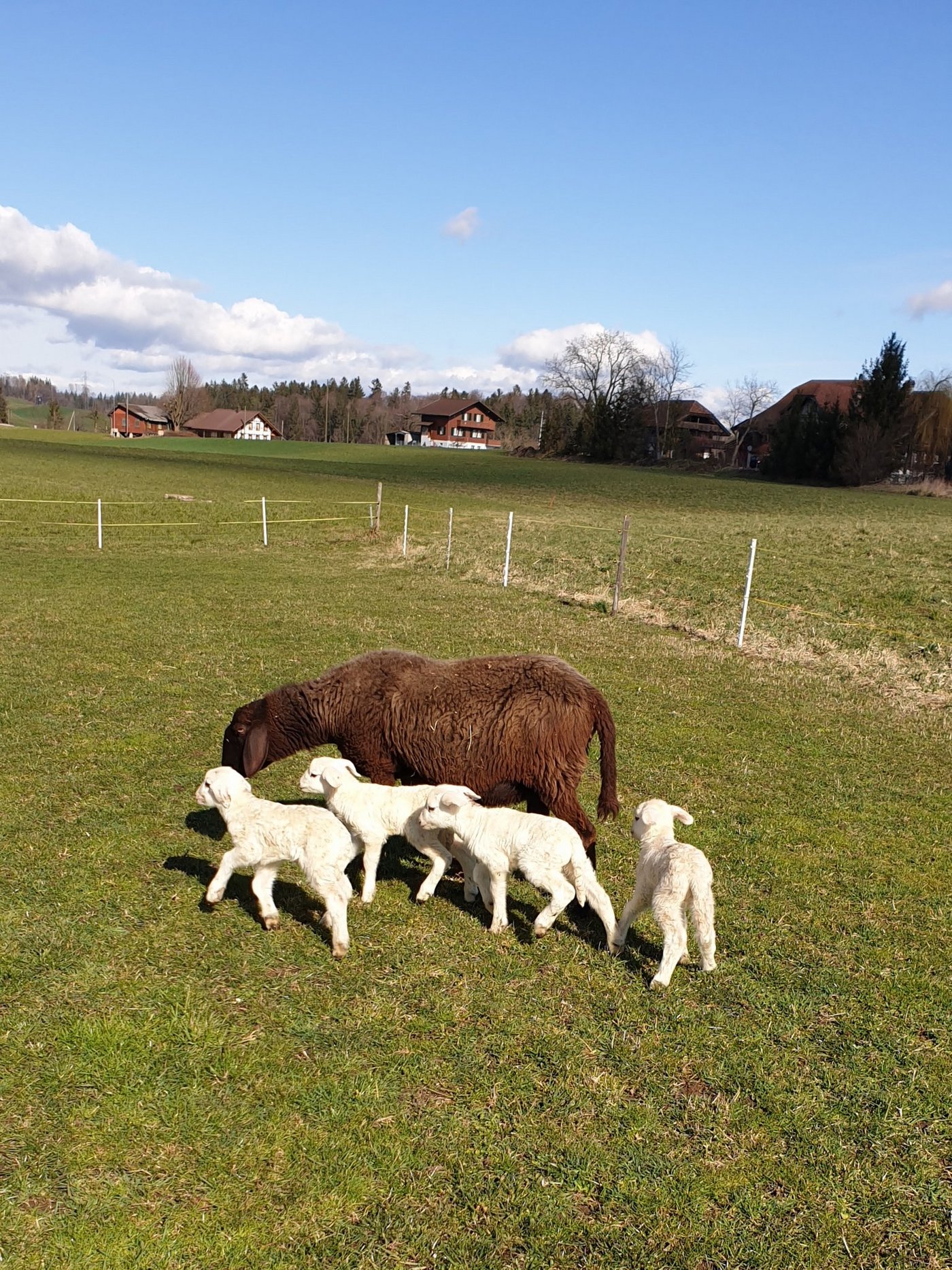 Familie Spycher freut sich über den unerwartet grossen Nachwuchs. (Bilder Franziska Spycher)