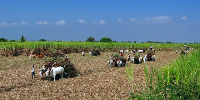 Die technischen Entwicklungen in der Landwirtschaft Indiens sind rückständig. (Bild pd)
