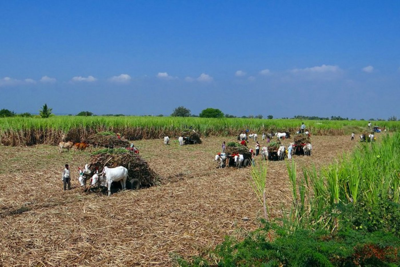 Die technischen Entwicklungen in der Landwirtschaft Indiens sind rückständig. (Bild pd)
