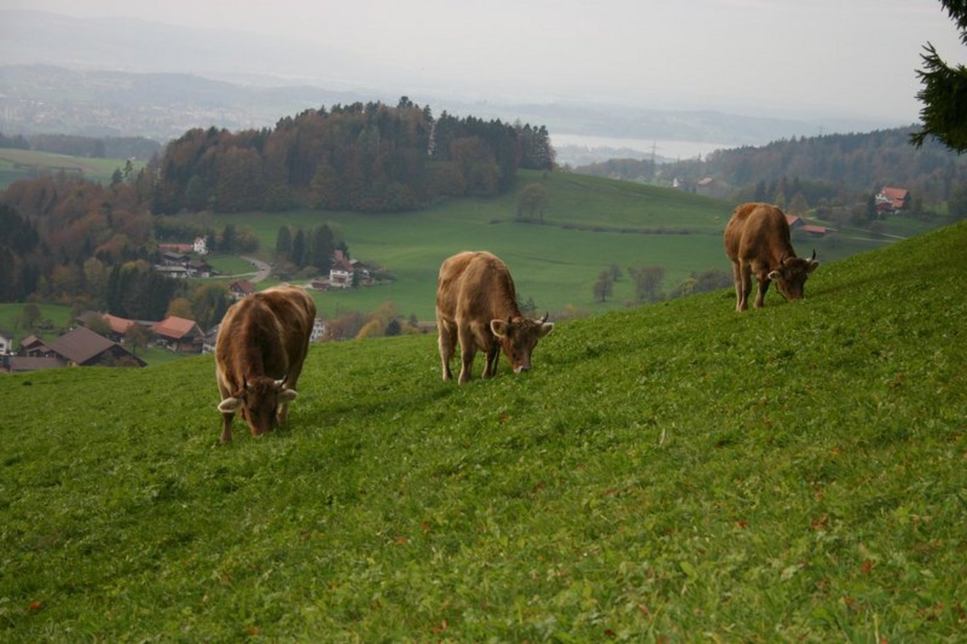 Vom Feld zum Teller: Besonders achtsame Landwirtschaft soll entsprechend entlöhnt werden. (Bild BauZ)