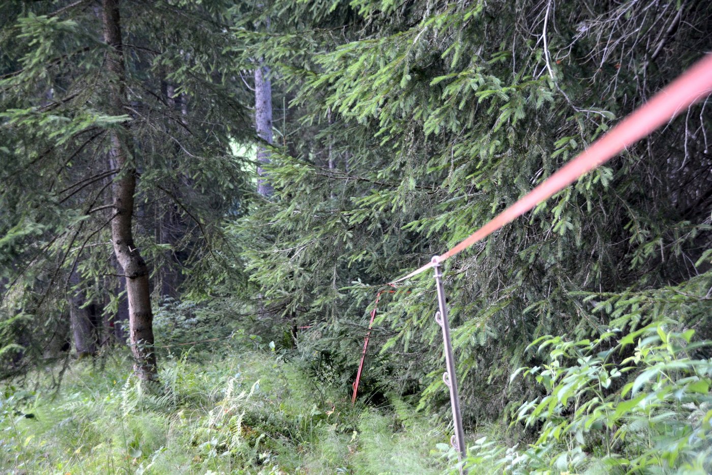Im Kanton Luzern wird die Auszäunung von Wald im Sömmerungsgebiet überprüft. Dazu sollen in den nächsten fünf Jahren alle Alpen besucht werden. (Symbolbild Armin Emmenegger)