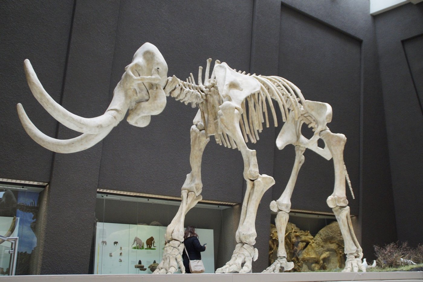 Mammuts sind seit rund 10'000 Jahren ausgestorben. (Bild Pixabay)