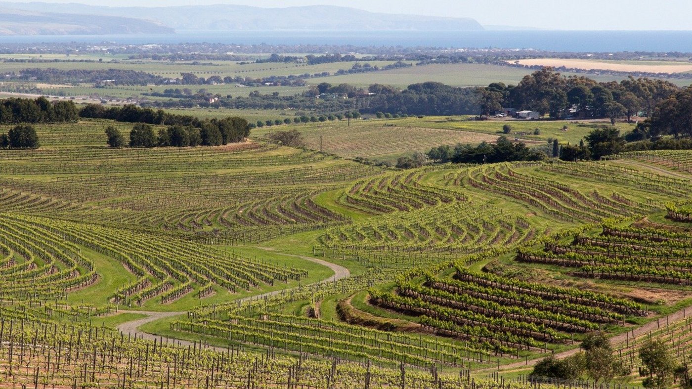 Weinberge in Australien. (Bild Pixabay)