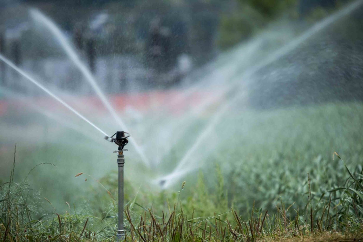 Der vergangene Monat hat Bewässerung benötigt. (Severin Leber/landwirtschaft.ch)