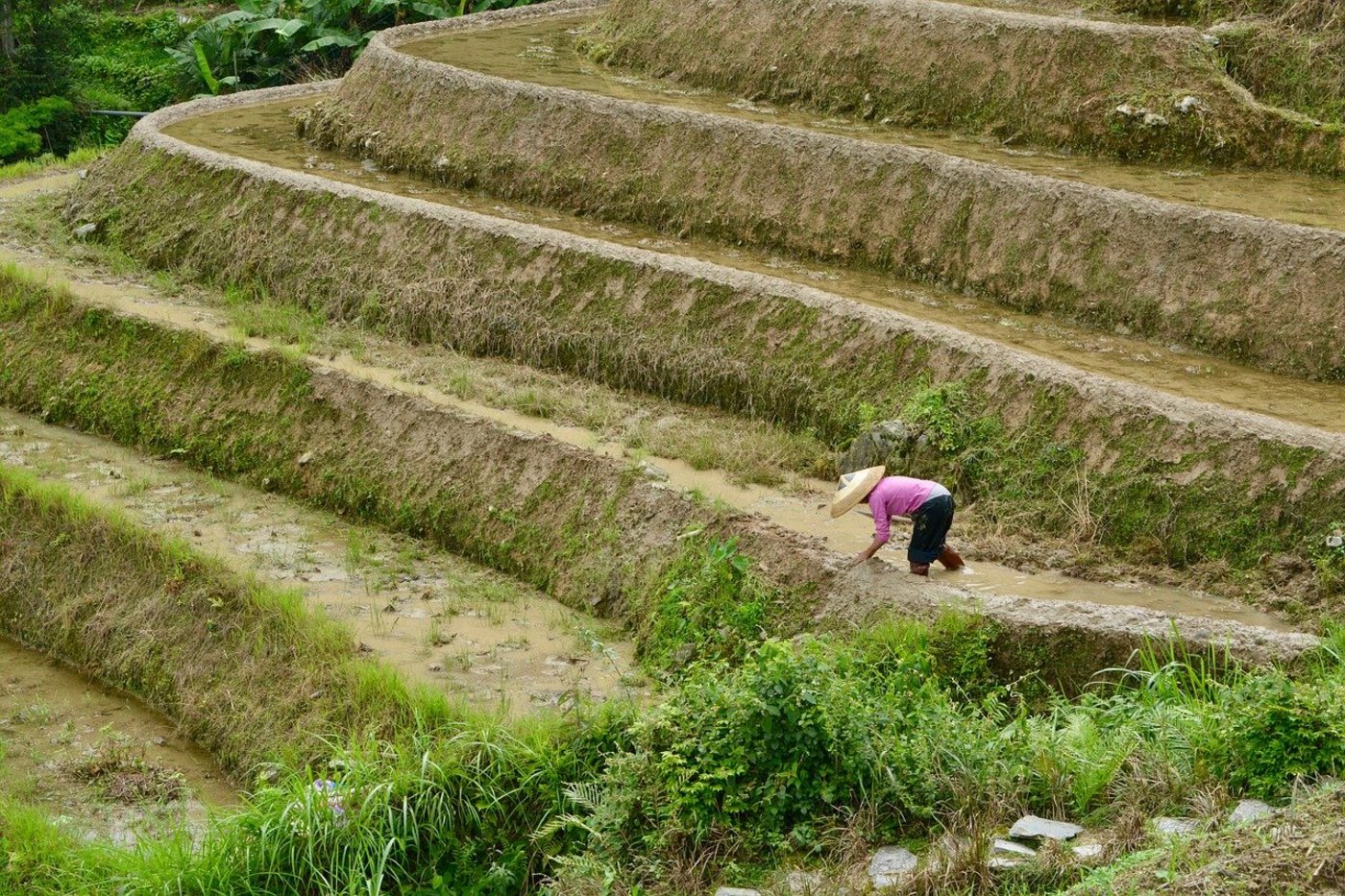 Reisanbau in China. (Symbolbild Pixabay)