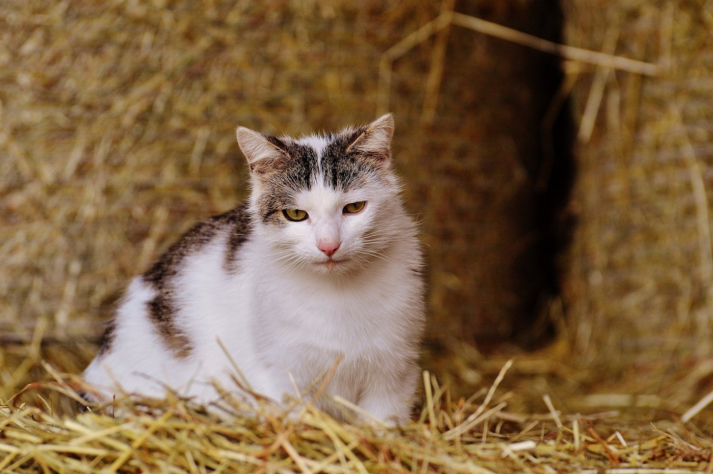 Die Investitionen in eine gute Versorgung und eine engere Beziehung zur Katze lohnen sich mehrfach: Man bekommt einen gesunden Mäusejäger und ein zutrauliches Familienmitglied. (Bilder Pixabay)