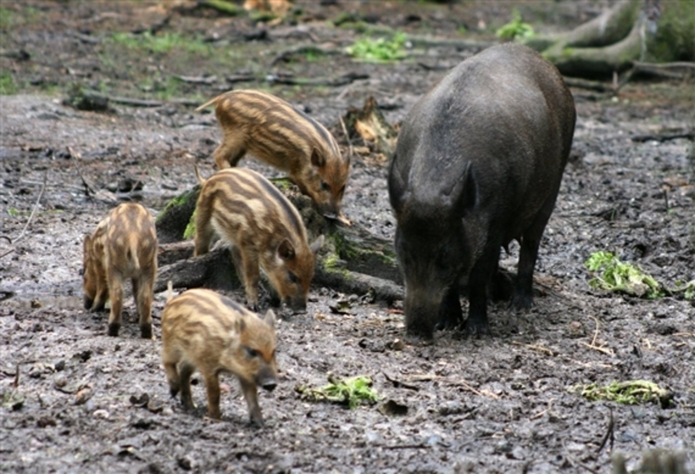 Wildschweine können EP übertragen. (Bild BauZ)