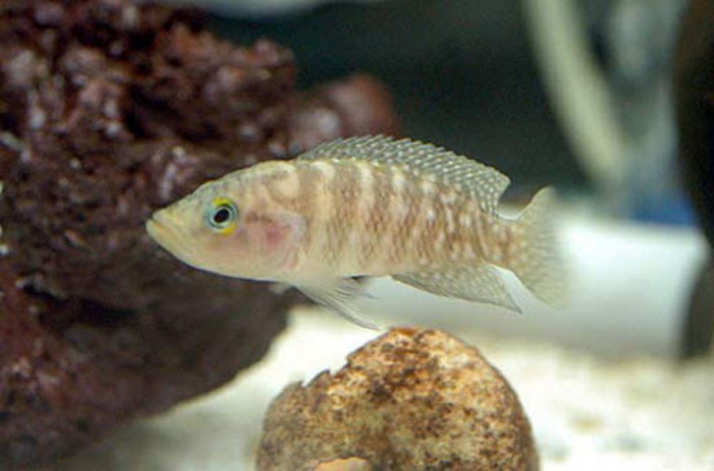 Der Buntbarsch oder Neolamprologus obscurus. (Bild J. Dubosc)