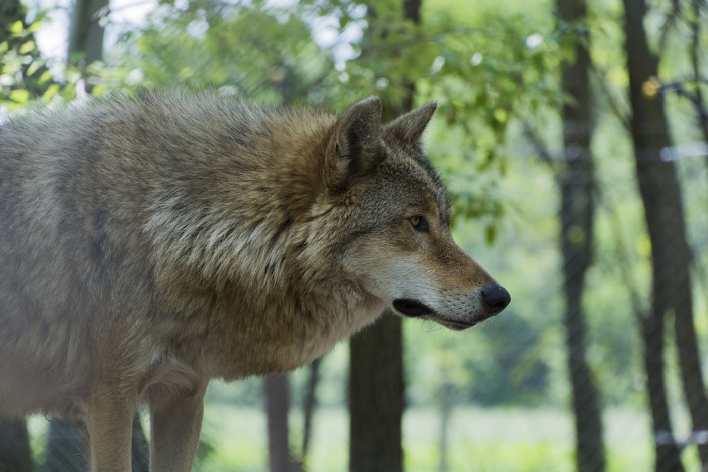 Der Bundesrat will den Schutz von Wolf, Schwan und anderer geschützter Tierarten lockern. (Bild Pixabay)