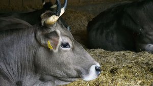 Für einen besseren K Für einen besseren Kuhkomfort sollten die Liegeflächen ausreichend gross, weich und trocken sein. Konkret bedeutet dies, dass man sich mit den Knien auf die Liegefläche fallen lassen kann, ohne dass einem anschliessend die Knie wehtun oder die Hose feucht ist.