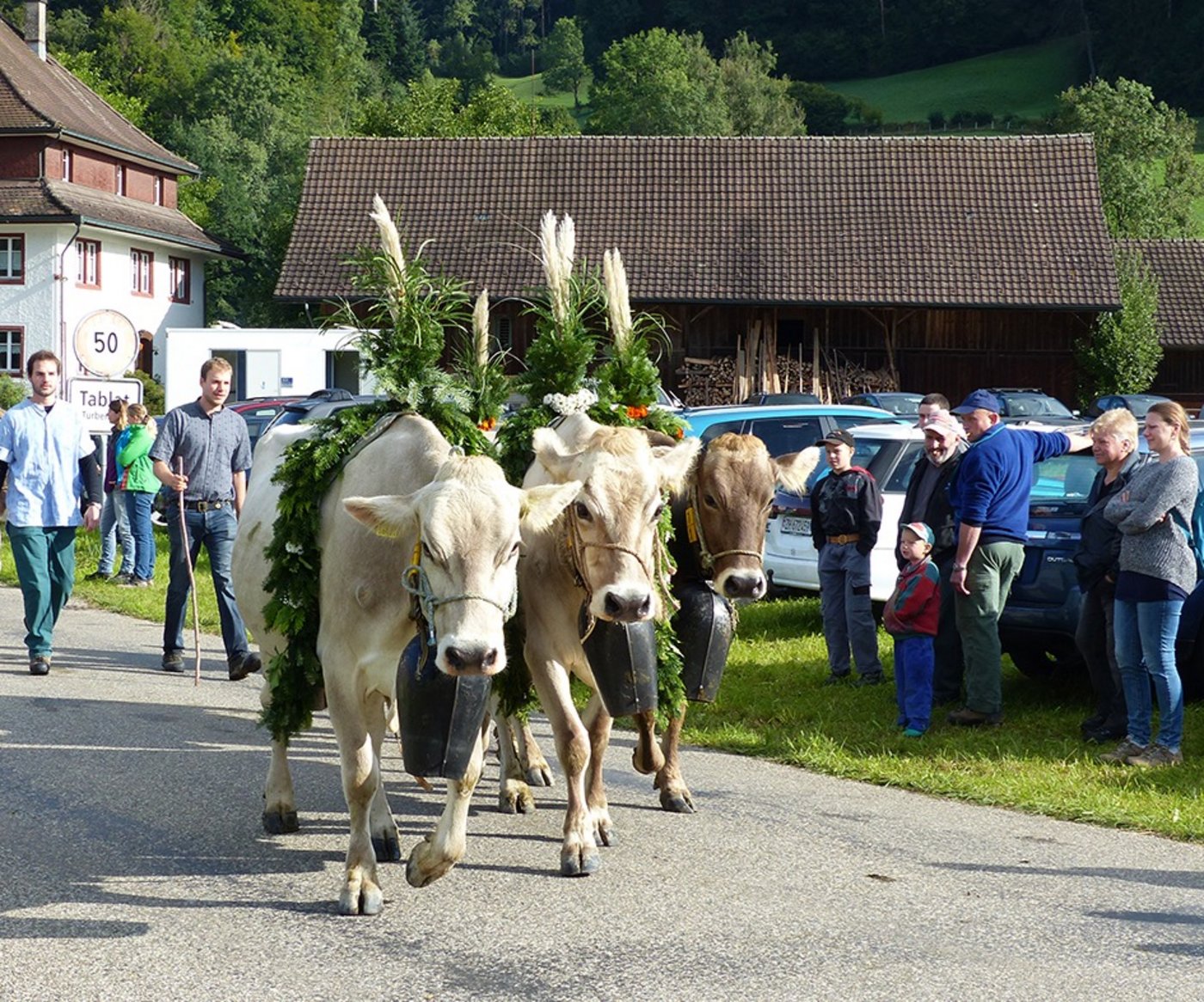 Urchig: Viehtrieb in Tablat ZH. 