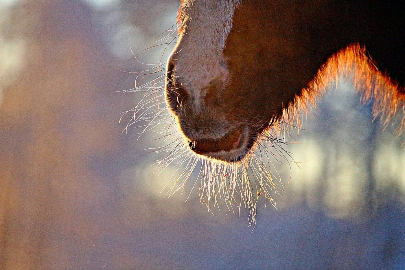 Die Stadtpolizei Winterthur sucht nun Zeugen sowie die Frau, die in der Nähe der Pony-Weide ihren Hund gesucht hat. (Symbolbild rihaij/PIxabay)