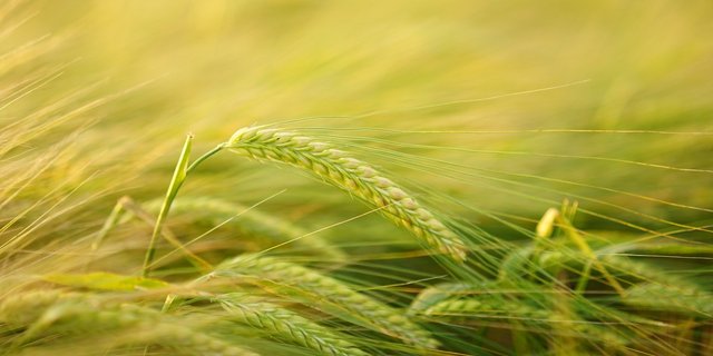 Immer mehr Nahrungsmittel werden importiert. Die VKGS will dies verhindern. (Bild pixabay)