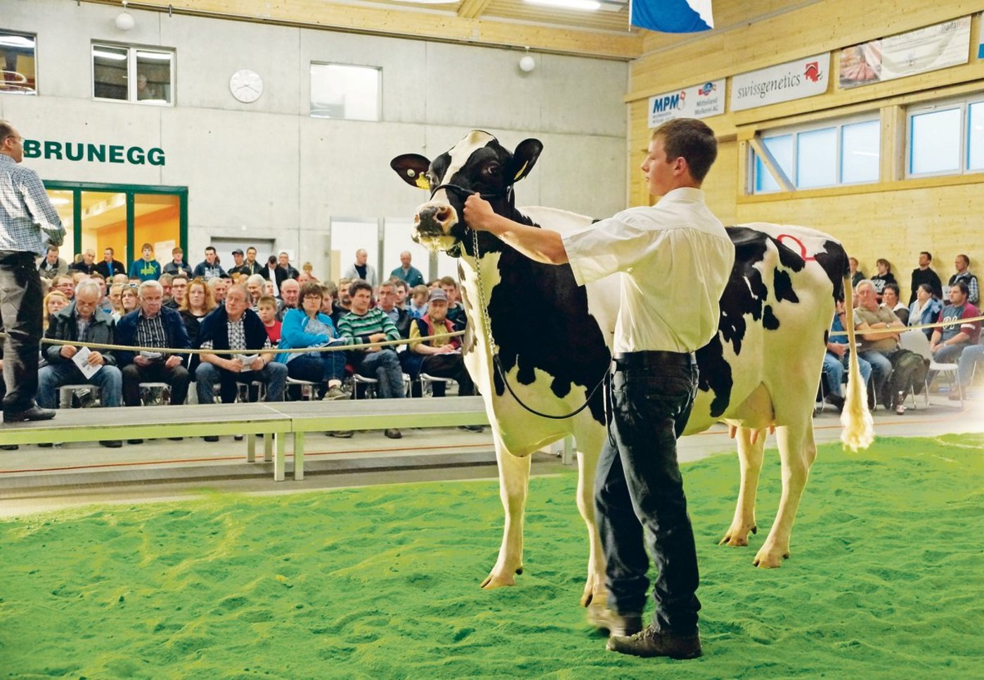 Heute läuft es rund in der Arena Brunegg: Für viele Käufer und Verkäufer von Milchvieh ist die Auktion «Rot und Schwarz» eine feste Grösse in der Vermarktung geworden.  (Bilder Ruth Aerni)