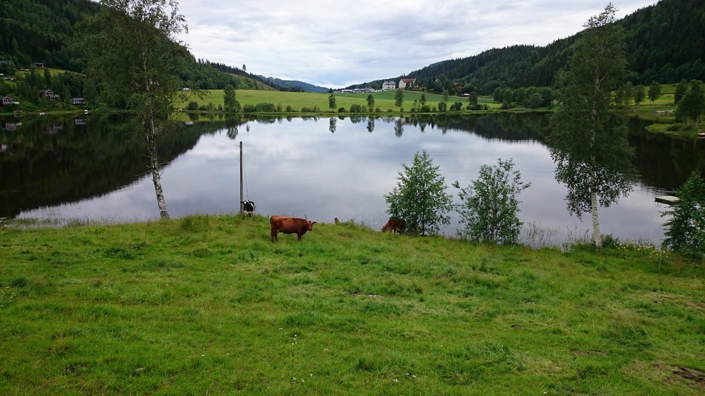 Bis 2030 soll laut Plänen der Regierung 30 Prozent der Landwirtschaftlichen Nutzfläche in Schweden biologisch bewirtschaftet werden. (Bild Pixabay)