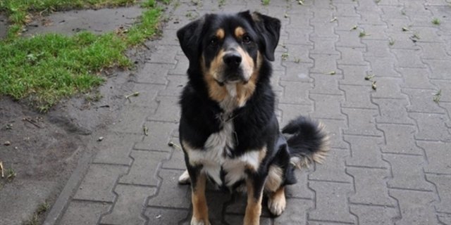 Nicht nur treu, auch intelligen: Forscher haben herausgefunden, dass Hunde die menschliche Sprache besser verstehen lernen können als Menschenaffen. (Bild: Jeanne Woodtli)