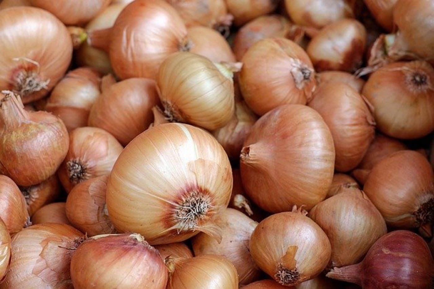 Bei den Zwiebeln müssen eventuell Lagerlücken im Sommer 2020 mit Importen gefüllt werden. (Bild Pixabay)