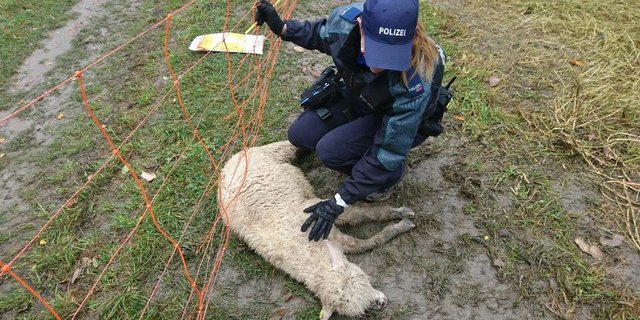 Eine Polizistin hilft dem Schaf. (Bild Stadtpolizei Chur)