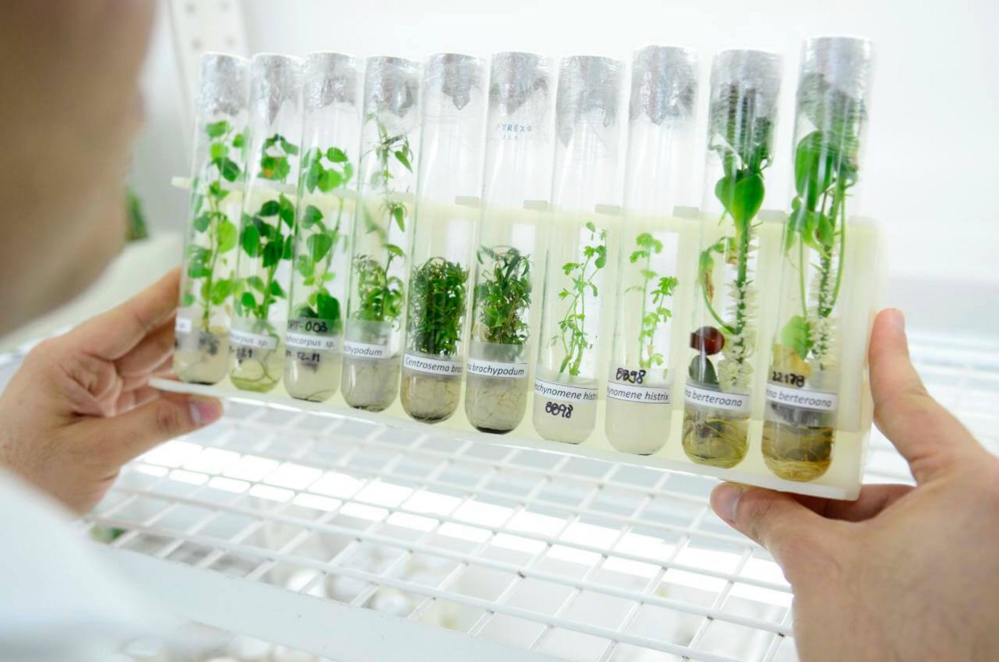 Ein Projekt des CGIAR befasst sich etwa mit dem Zugang und der Dokumentation der genetischen Vielfalt von Pflanzen. (Bild CGIAR)