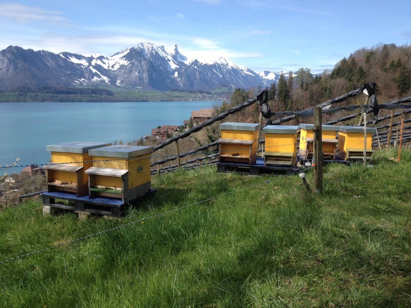 Dass nicht alle Bienenvölker den Winter unbeschadet überstehen, ist normal. Nun zeigt sich aber erstmal wieder ein Anstieg der Winterverluste. (Bild bienen.ch)