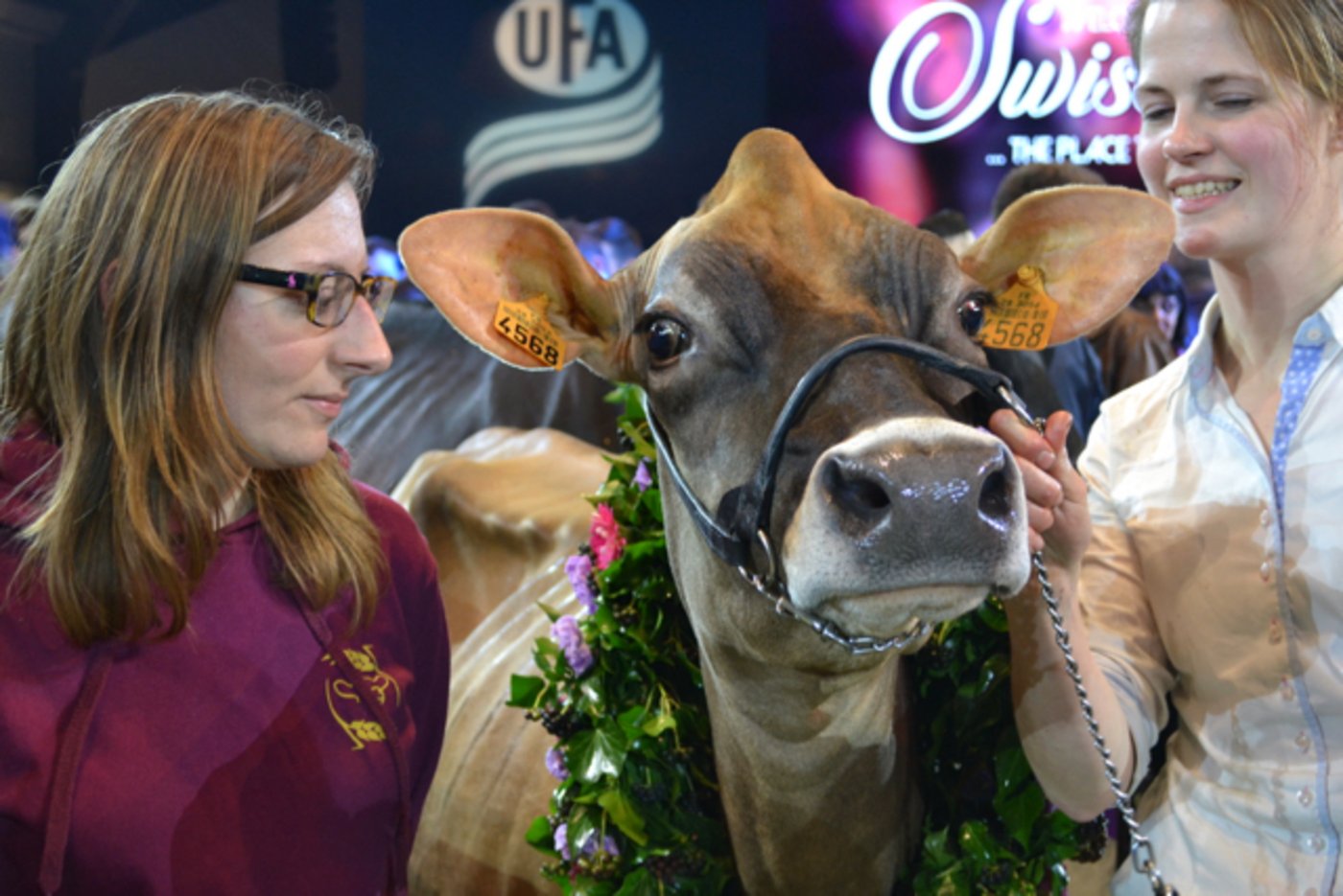Die Jersey-Kuh Jewel ist die Grand Championne ihrer Rasse. Sie machte einen sehr entspannten Eindruck im Ring, bei der Wahl für die Supreme-Championne. 