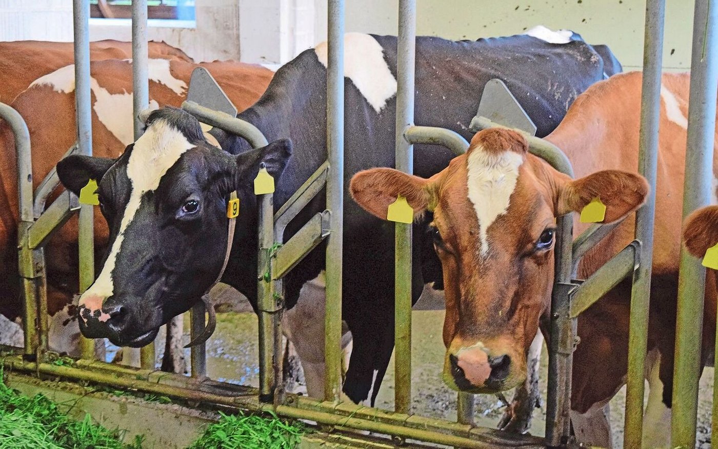 Der Biobetrieb setzt auf Rotationskreuzung. Die Kuh rechts ist eine Kreuzungskuh und hat eine Milchleistung von 8300  kg.