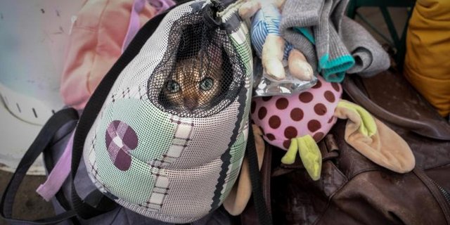 Katze ukraine