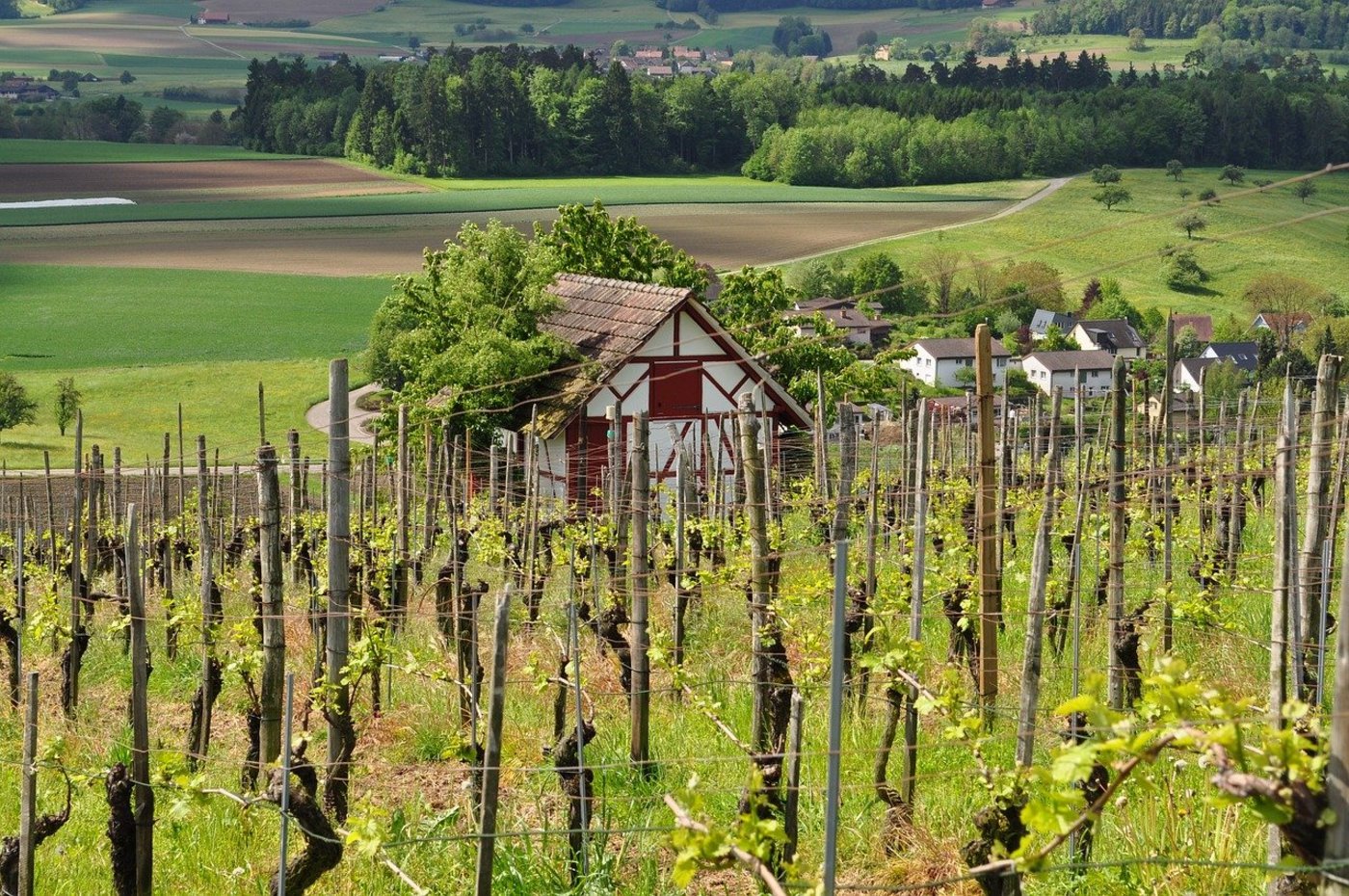 Weinberg in der Schweiz. (Symbolbild Pixabay)