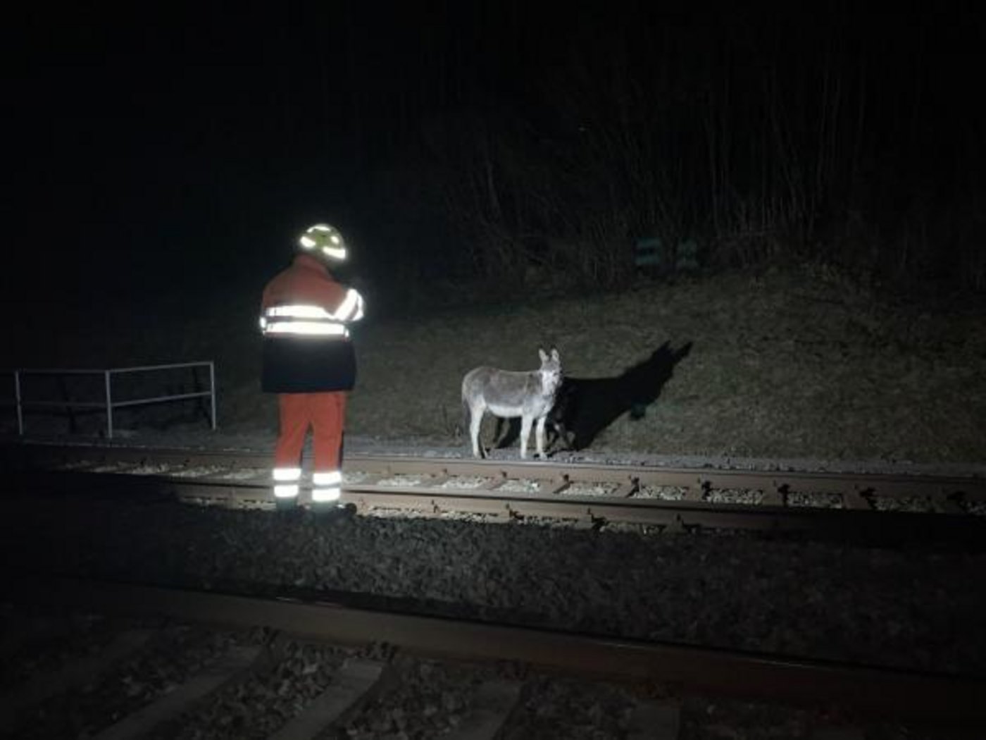 Das verletzte Tier wurde tierärztlich versorgt. Nun wird der oder die Besitzer/in des Eselpaares gesucht. (Bild 20 Minuten)