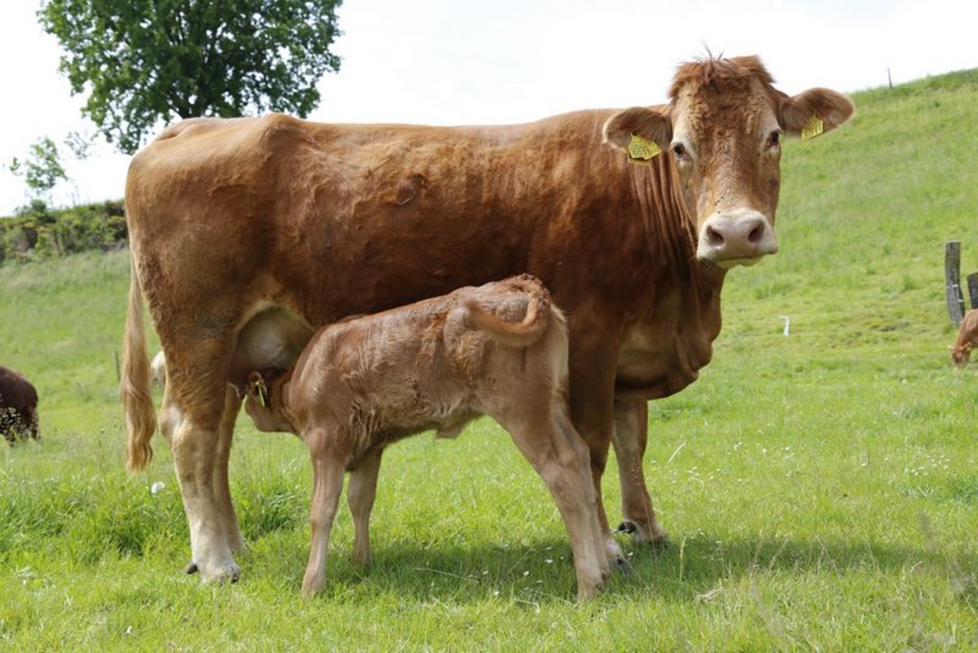 Grasland lässt sich über Tierhaltung für die menschliche Ernährung nutzen. (Bild ji) 